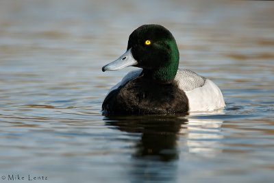 Lesser Scaup (drake)