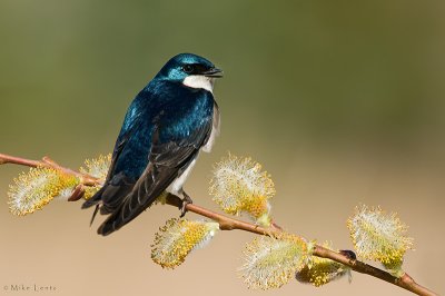 Tree Swallow on yellow buds