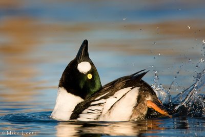 Common Goldeneye (head toss)