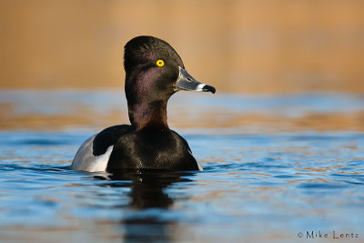 Ringneck duck (drake)