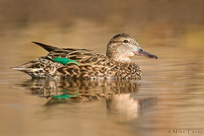 Green Winged Teal (hen)
