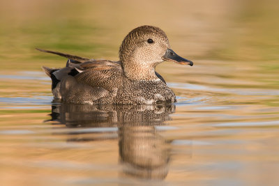 Gadwall