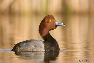 Redhead Duck  (Drake)