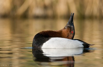 Canvasback drake (mating display head toss)