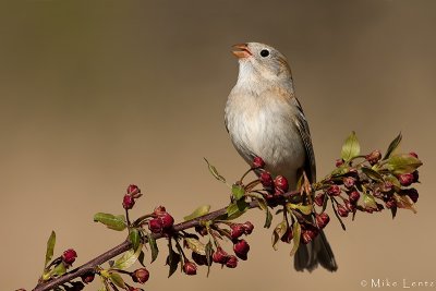 Field Sparrow