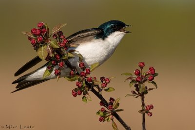 Tree Swallow