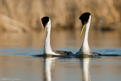 Western Grebe courtship swim