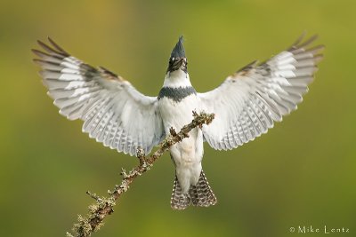 Belted Kingfisher