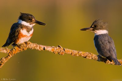 Belted Kingfisher couple