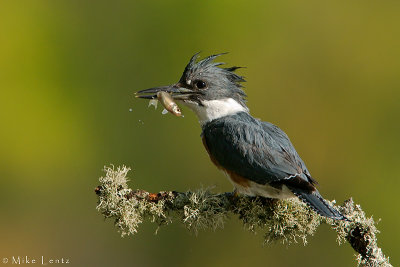 Belted Kingfisher with a minnow