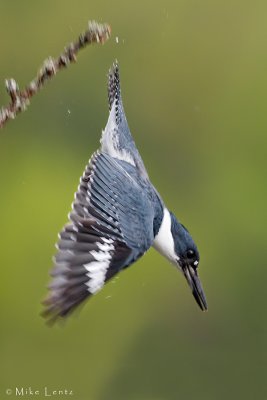 Belted Kingfisher dives