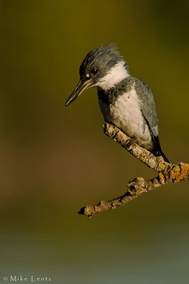Belted Kingfisher (male) hunts above water