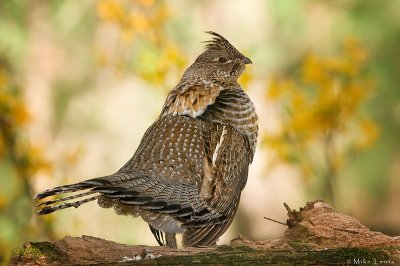 Ruffed Grouse