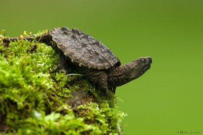Snapping turtle (baby)