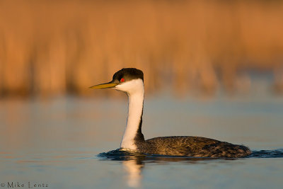 Western Grebe