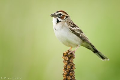 Lark Sparrow