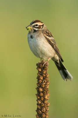 Lark Sparrow