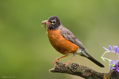 American Robin (with dinner)