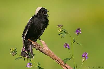 Bobolink