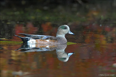 American Wigeon fall color