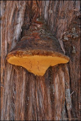 Sedona shroom