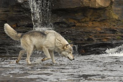 Wolf water trot