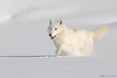Arctic wolf snow trot