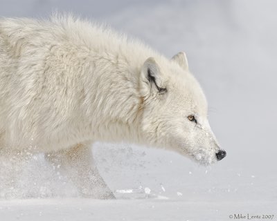 Arctic wolf on snif