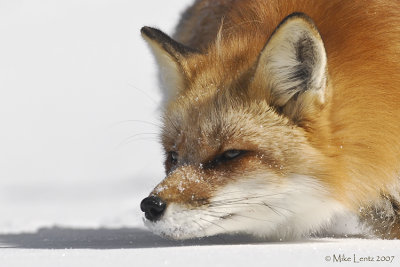 Fox sniff close up