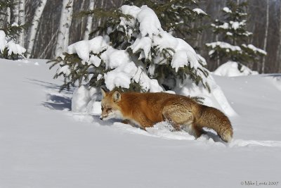 Fox at the pines