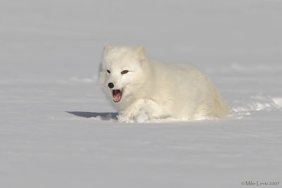 Arctic Fox strolling