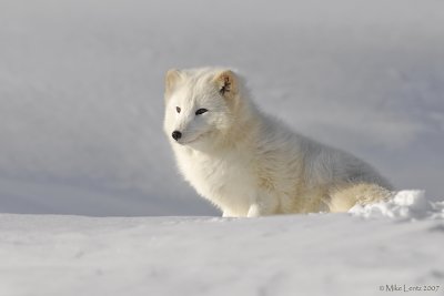 Arctic fox sits patiently