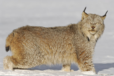 Lynx frozen stare