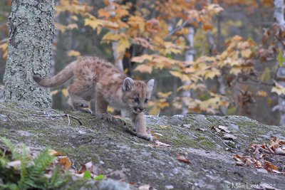 Cougar pup down rock
