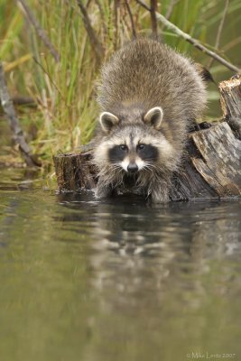 Racoon at water level