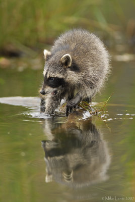 Racoon chews on a snail