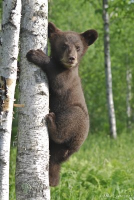 Bear cub climbing birch