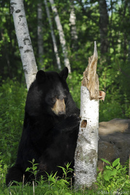 Bear at birch stump