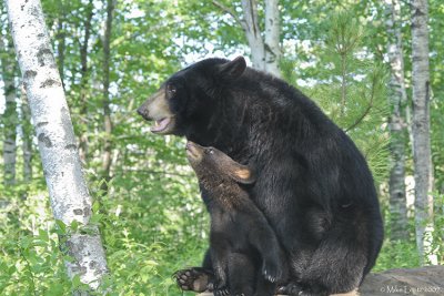 Bear and cub on rock