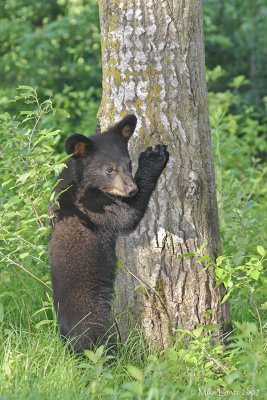 Bear cub tree hugger