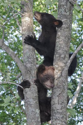 Bear cubs in tree