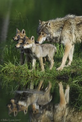 Wolf and three pups
