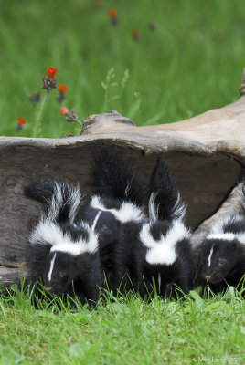 Baby skunks