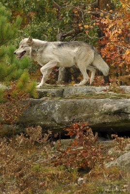 Wolf verticle fall scene