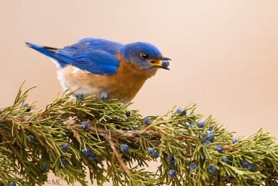 Bluebird berry eater