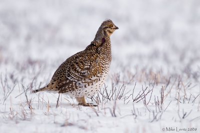 Sharptailed Grouse