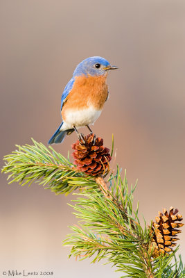 Bluebird on pinecone