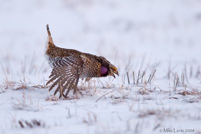 Sharptailed grouse displaying
