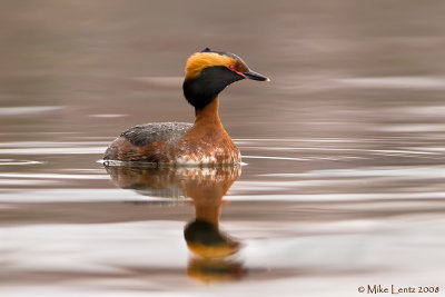 Horned Grebe Reflecting