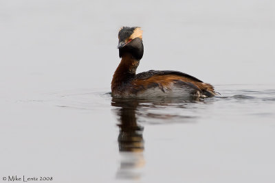 Horned Grebe proud pose